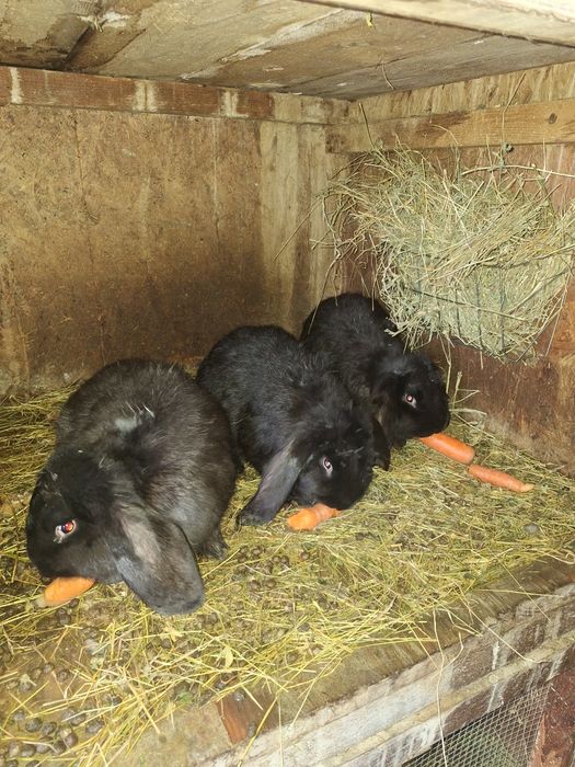 Iepuri berbec german