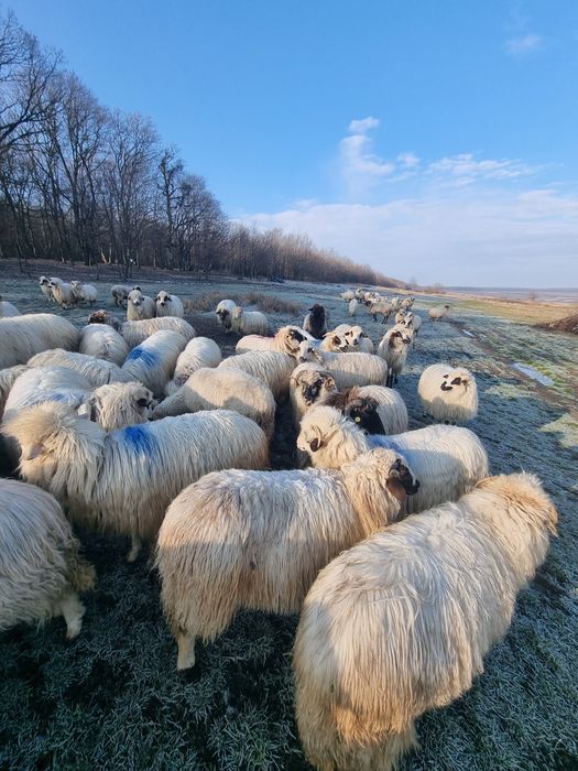 Vând oi tinere mielute