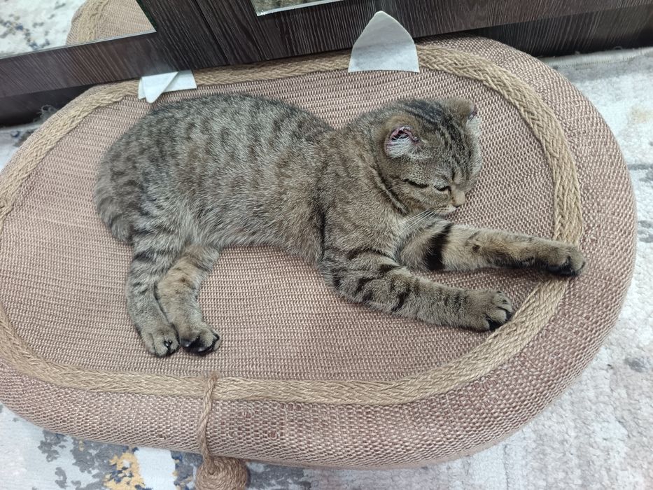 Отдам вислоухого котенка