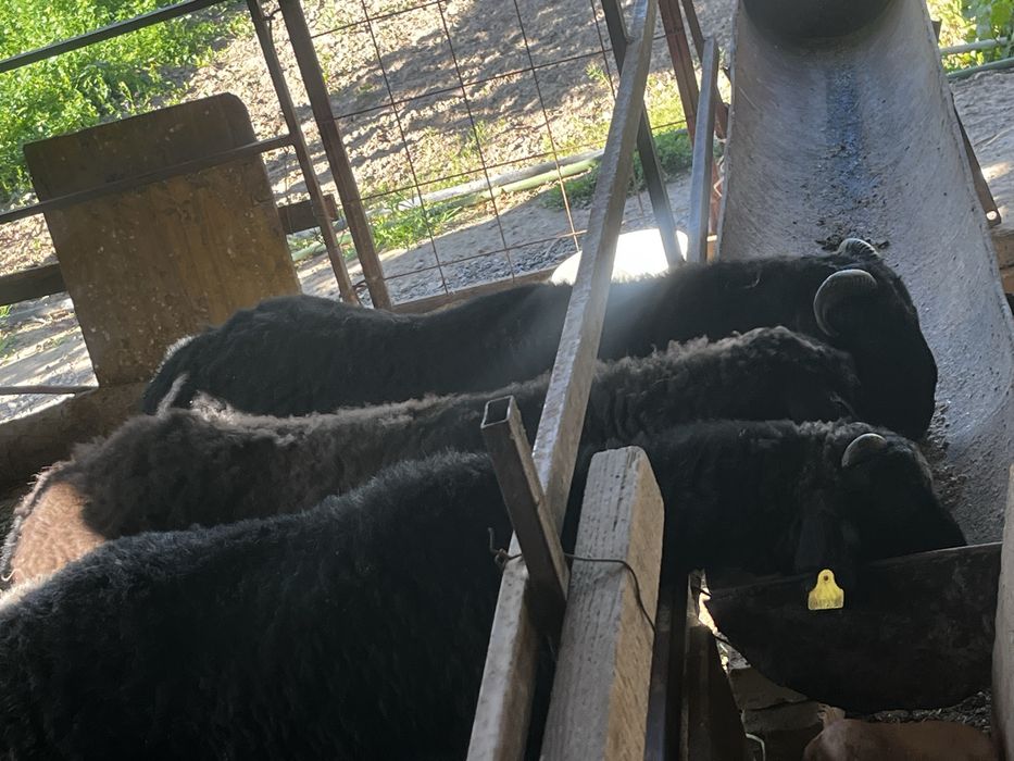 Баран 2 еркек 1 ұрғашы