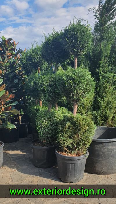 Chiparos Leylandii 1–4m ideal gard viu des, livrare rapidă + montaj