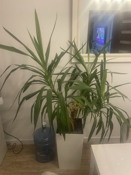 Vand yucca cu ghiveci
