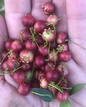 Ягодова мирта, чилийска гуава, Ugni molinae, растения плододаващи