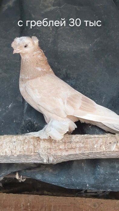 Голуби игровых кровей