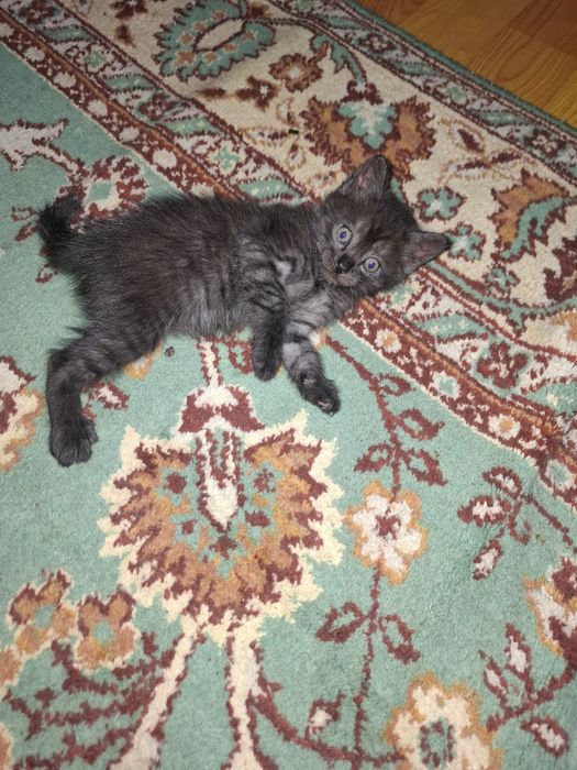 Отдам котят бесплатно