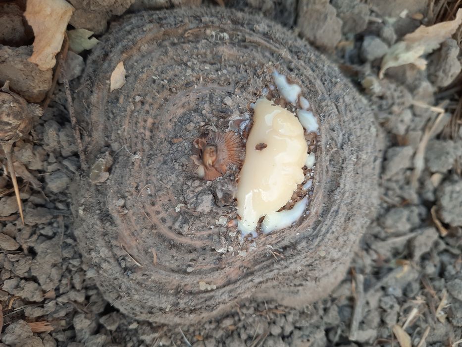 Loyiham buyicha tajribaga egaman ishga garantiya