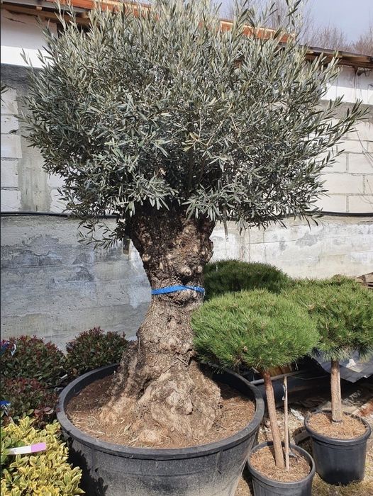 Vand maslini seculati si bonsai