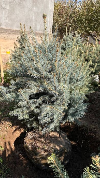 Галубой ель кримский.Galuboy el krimskiy