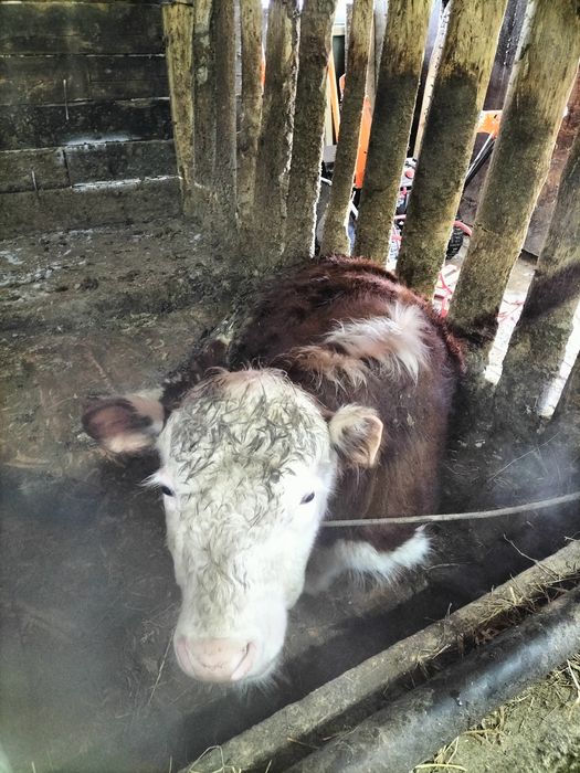 Бычки акбас ангус