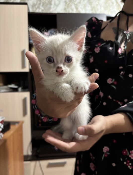 Котята , мать сиамская