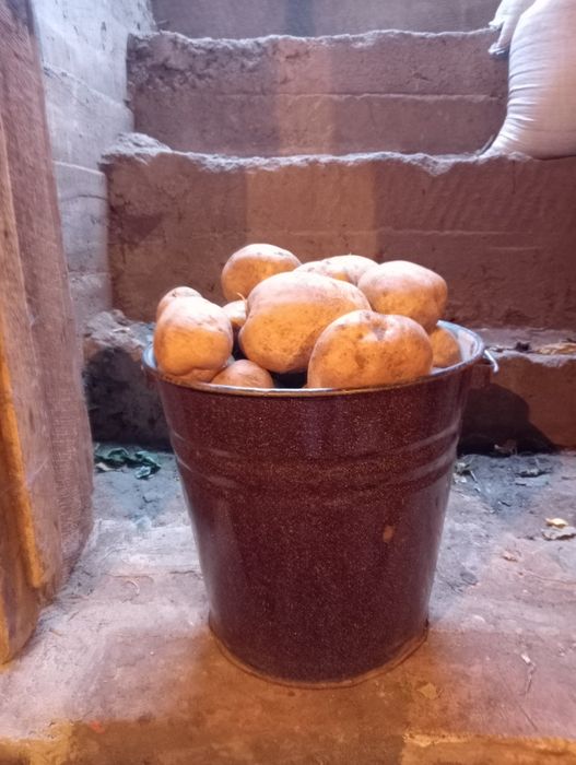 Продам картофель домашний