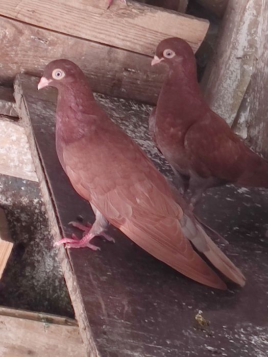 Vând porunbei cernavoda 30 de lei bucata