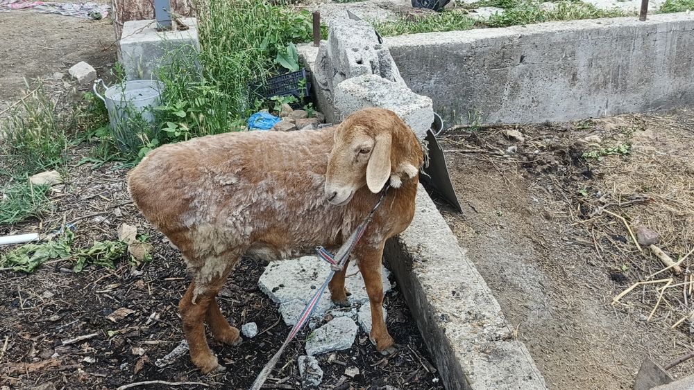 Продаётся баранина