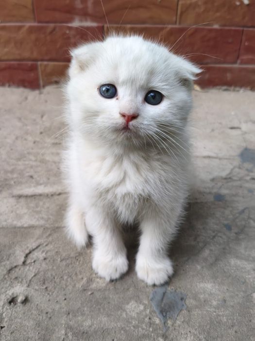 Продам котят веслоухие