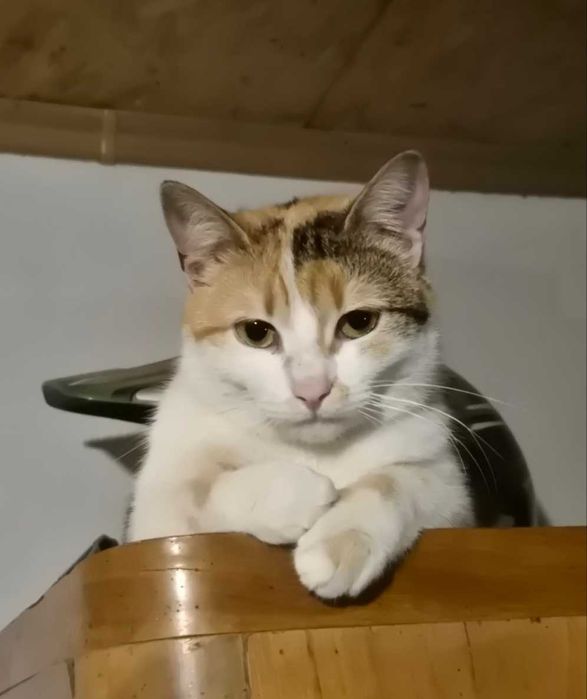 7-месечната Ефи търси дом!