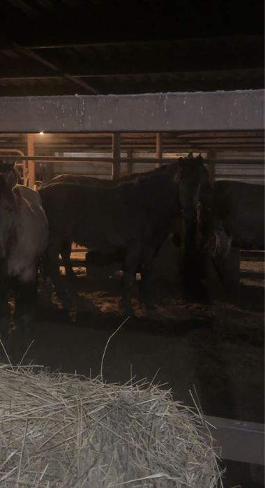 Жеребцы Кушумской породы