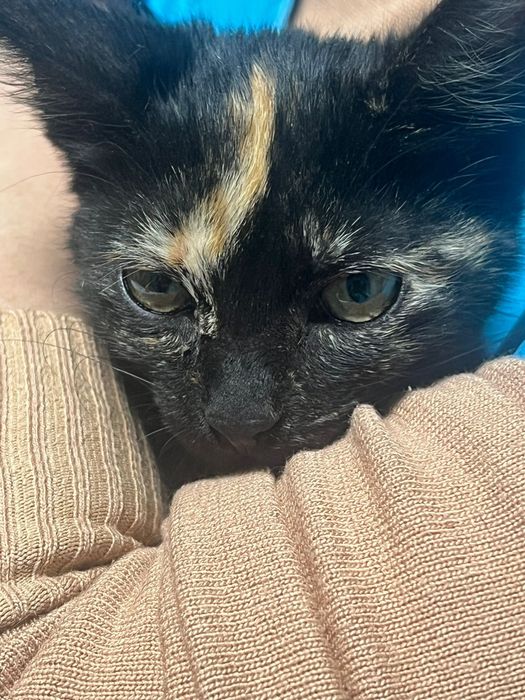 Donez pisica pentru adoptie (femela, 3 luni)