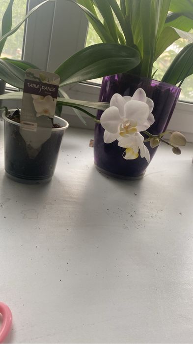 Орхидеи мини продам