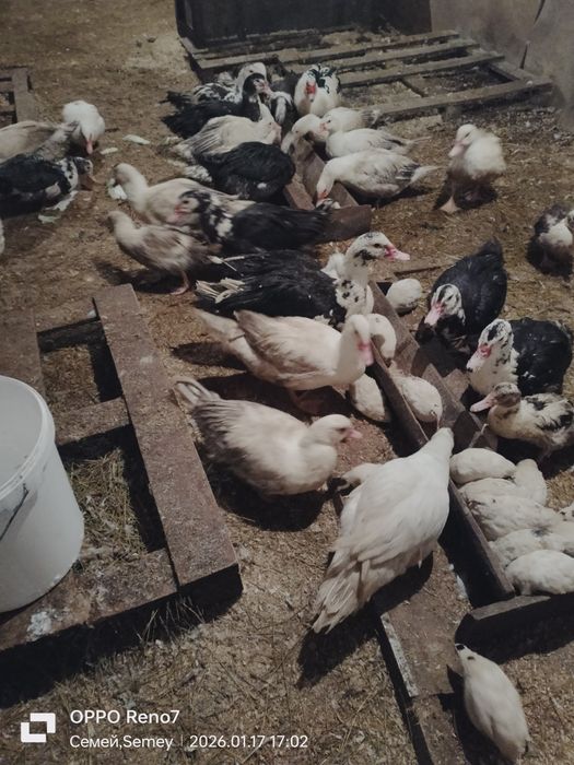 Продам молодых индоуток