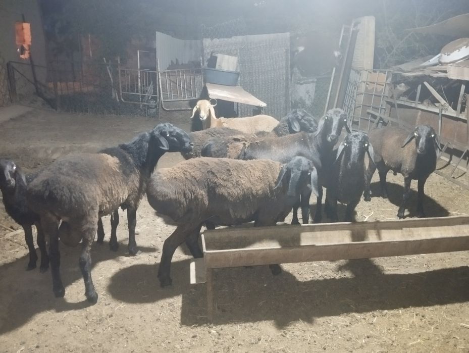 Бараны продается, Қой сатылады