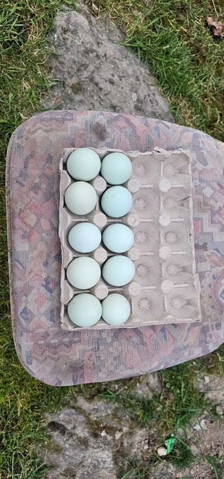 Oua din Rasa Araucana disponibile