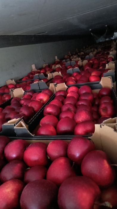 Mere idared red cif golden prince renet ranet