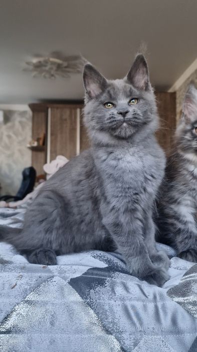 Котёнок мейн-кун девочка