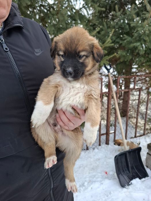 Отдам щенков в хорошие руки