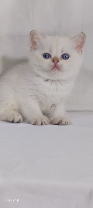Продаётся  котята  разные маленьки и девочки уже  кушают  самостоятель