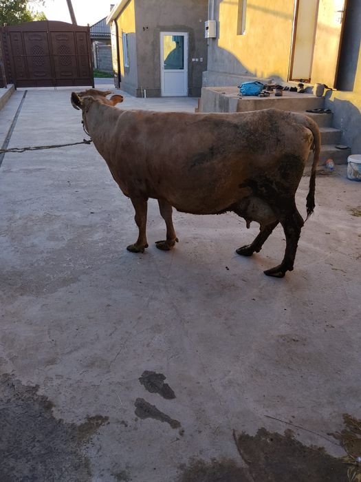 Продается стельная корова