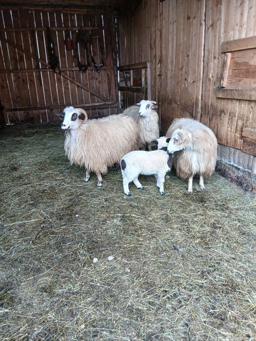 Vând trei oi la prima fătare
