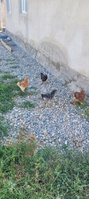 Продам куры ... домашних