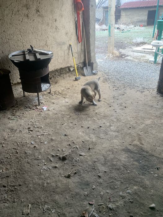 Күшік сатылады 2 айлык