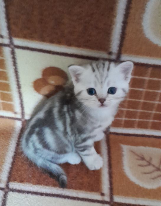 Британские.котята.