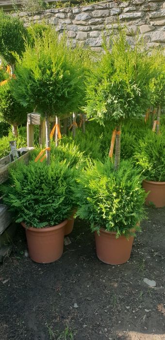 Pon pon si alte specii de plante ornamentale