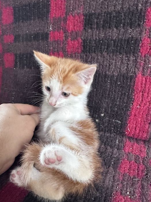 Котята даром полтара месяца