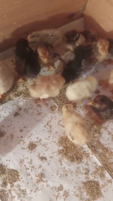 Шөже сатылады кучинский