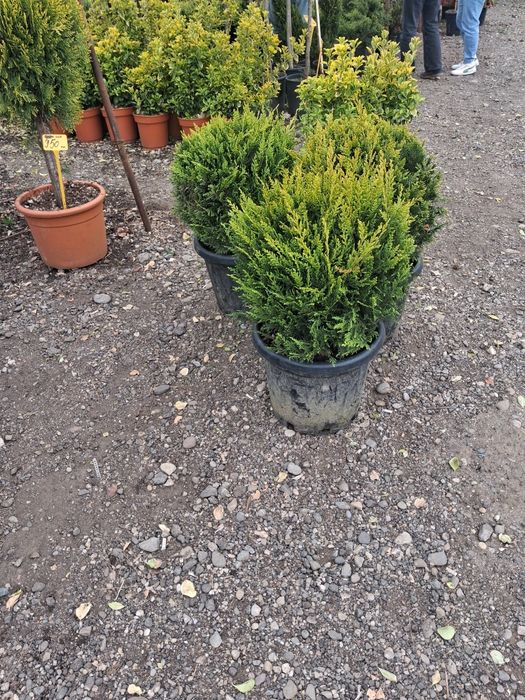 Potinia laur englezesc pin