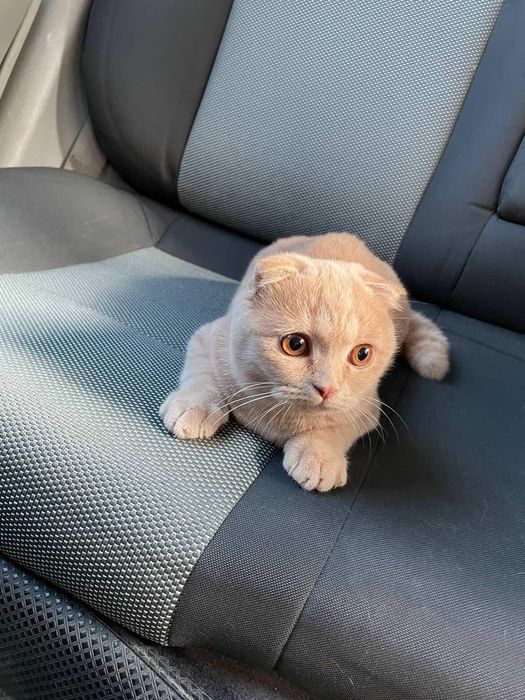 Скотич фолт мушиги 5 6 ойликк