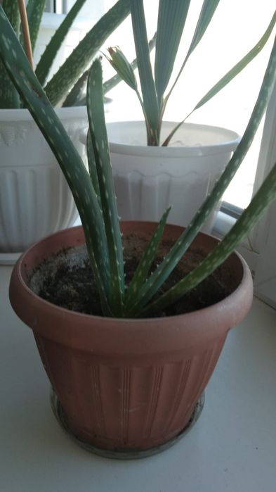 Алоэ вера Комнатный цветок