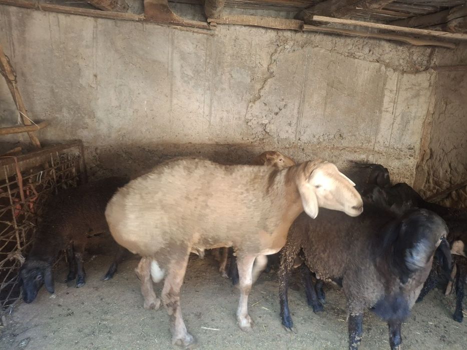 Zotdor Arashan va Hisori qochqorlar sotiladi 2dona yirik quchqorlar