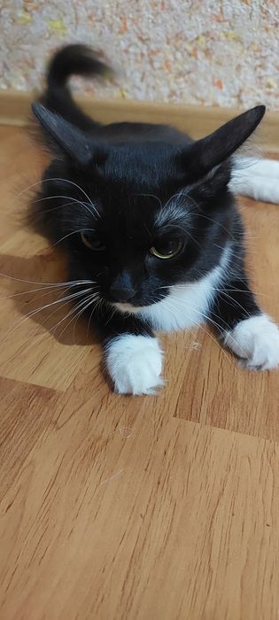 Кошка, наполовину мэйнкун. 3 года. Есть паспорт, делали прививки.