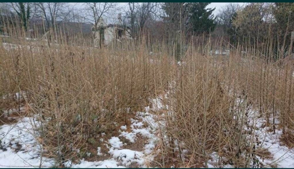 salcâm pin molid brad mesteacăn fag paltin tei plop nuc cireș salbatic