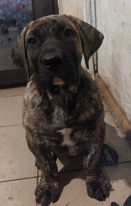 Vand mascul Presa Canario