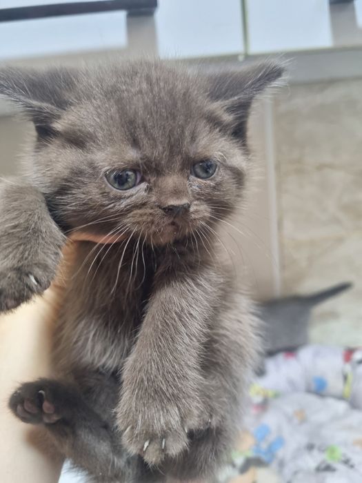 Продаются очаровательные Скоттишь Страйтт.