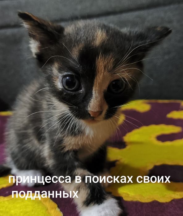 Хвостатый друг ищет дом