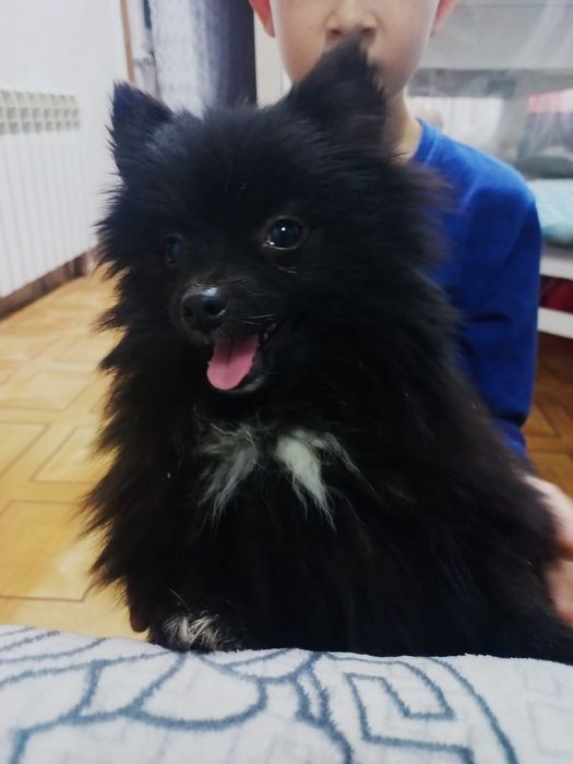 Продам прекрасных щенков шпица