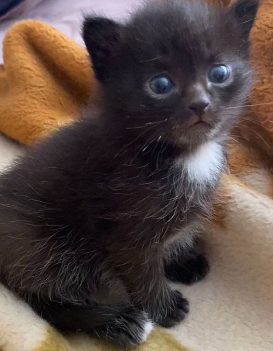 Котята бесплатно