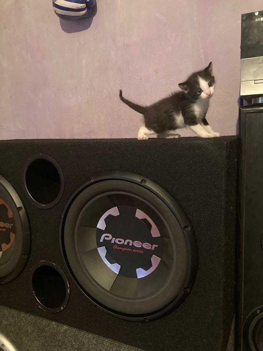 Subwoofer auto Pioneer