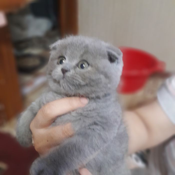 Sotiladi skotish fold